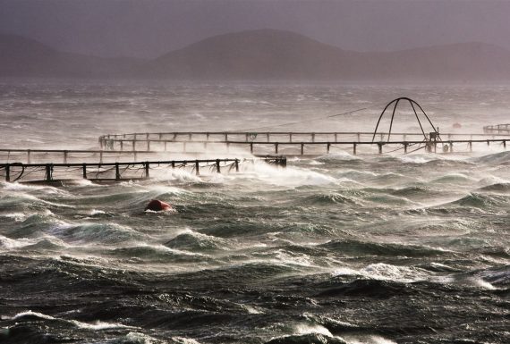 aquaculture-fish-dies aquaculture-fish-dies